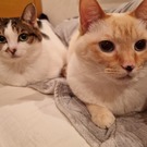 てまりとルイの姉とおばちゃん