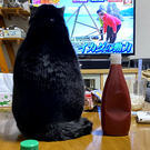 まさわっしょい