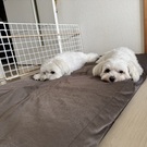 マルチーS'🐶🐶