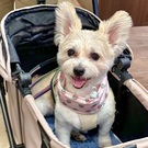 まんまるしっぽのくぅ🐶💓