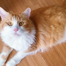 シャルトの飼い主