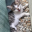 ぺこちゃん（斉藤）