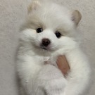 🌸モコ🌸　ママ