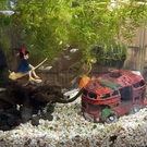 とおやま*きくの🌿