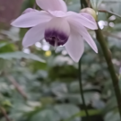 ショウマ太極拳(山梨県)