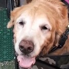 ディランくんママ