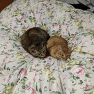 きなこえび天ママ