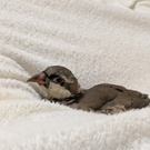 イワシャコのプケ