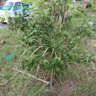 やっちい　　　　<<<