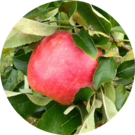 カレン＝ダ・ガール