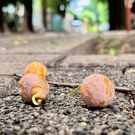 大岡山並木におい対策会