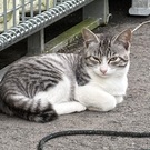 Mizuki・TNR/保護猫活動