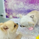 ぽぽ＆ふうたろう