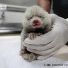 でっぱら応援団