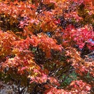 ソユミマリ.ばあば