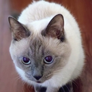 どんちゃん😺３本足で走る猫