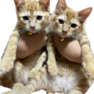 チロルとミルク（FIP闘病中）