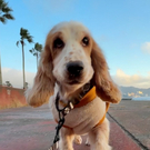 ワンニャンproject