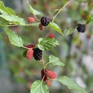 シンドウマリコ