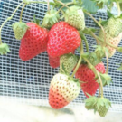 江﨑 雅教（やまがたいちご楽園雅）