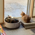 ダック・ジャニエル