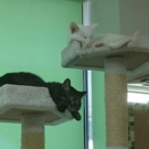 一般社団法人　愛知保護猫譲渡推進室