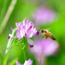 ぎふ活研究会（代表　安田正弘）