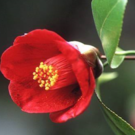 いなたひめ製作実行委員会