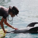 Nanako Miyazaki (Dolphins Pacific）