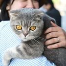 Midori Kobayashi Toyooka