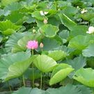 たていわ さわこ