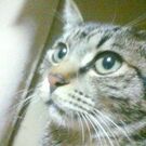 ねこハウスオーナー