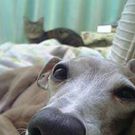 さとう ひであき