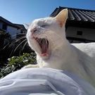 ロドリゲス 美香