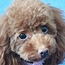 セイフティ 旭川