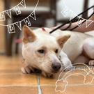 ペットライフポッター