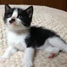 ねこひげ ハウス