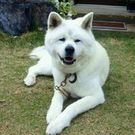 Love_akitainu