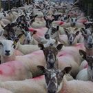 Yumi Kakutani Kuroki