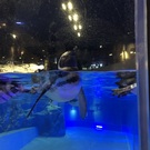 石塚(ぺんぎん)