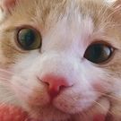 むらかみ じゅん子