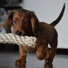 たかはし かずひさ