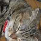 猫のおとーさん