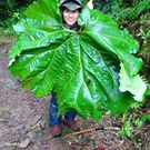 Aiko Takahashi Chinchilla