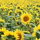 Ｈａｔｏｒｉ　Ｙｕｍｉｋｏ