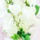 たなか きょうこ