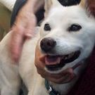 シロのおねいちゃん