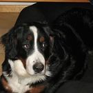 フックス 真理子