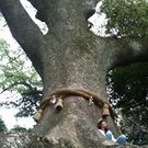 Sachiko Yoshitake Ishikawa