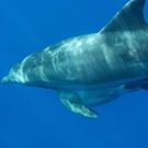 Takaya Theodore Onishi